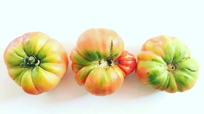 Hoy conocemos… al tomate!