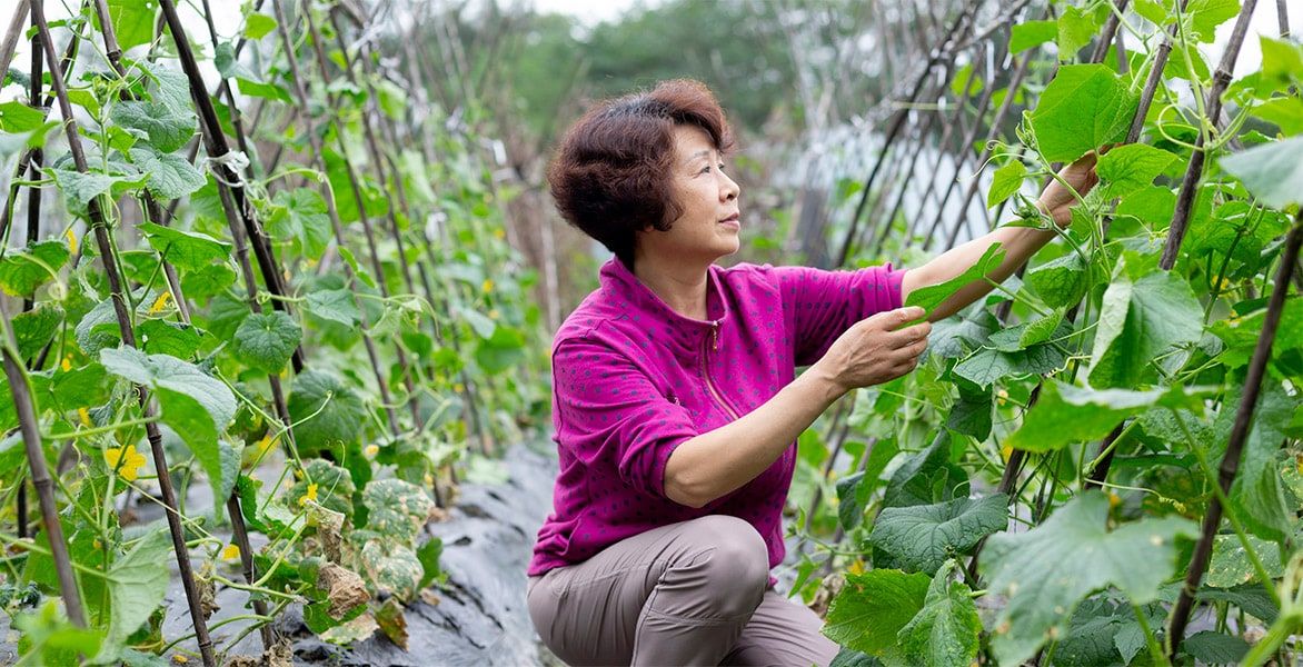 Lady tending to plants