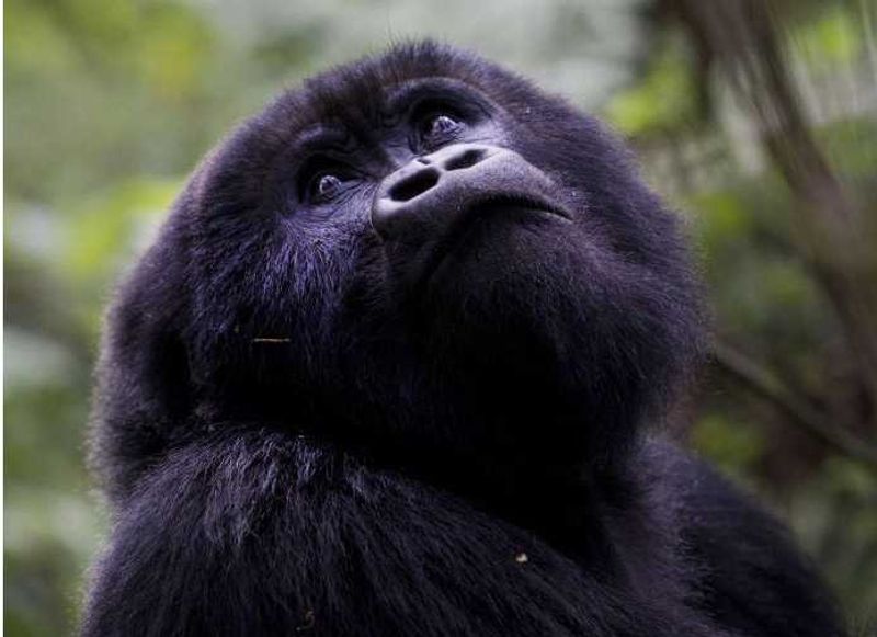 Sabyinyo Silverback Lodge | Conde Nast Readers' Choice Awards 2014