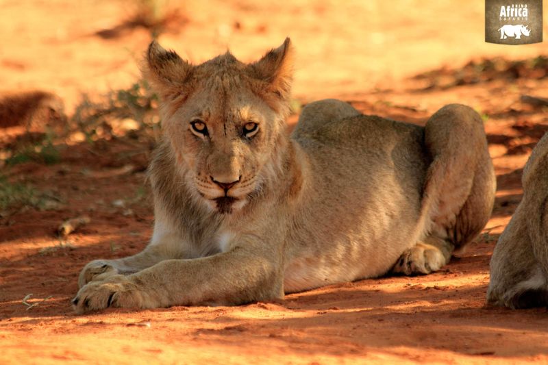 Panthera leo