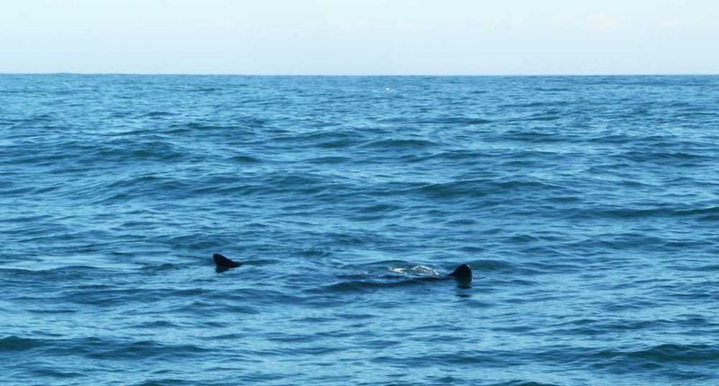 Whale Watching
