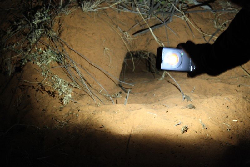 Pangolin hole in the Kalahari