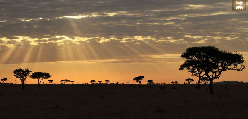 Serengeti Sunset