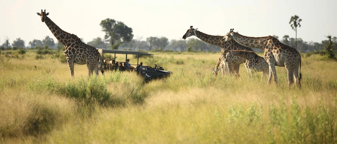 Das Okavango-Delta in drei Facetten erleben