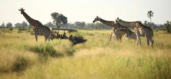 The Okavango Delta Experienced in Three Notes