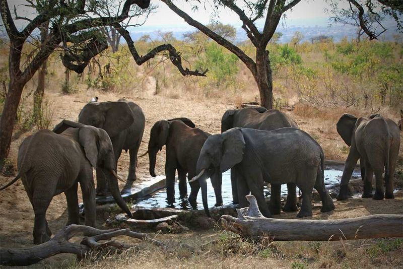 Africa's Wild 3