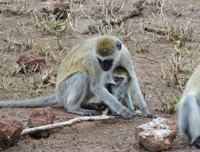 Mother to baby – “ How many times must you be told to stop suckling before you move”. - Lake Manyara