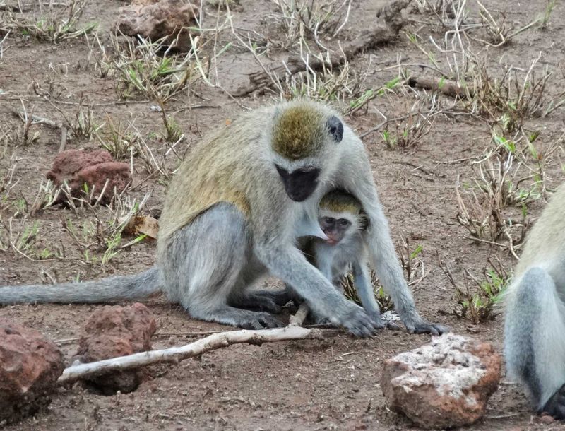 Mother to baby – “ How many times must you be told to stop suckling before you move”. - Lake Manyara