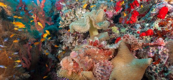 Africa’s Best Camouflaged Animals