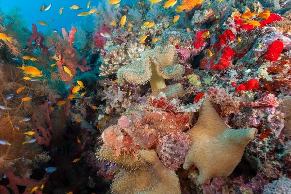 Africa’s Best Camouflaged Animals