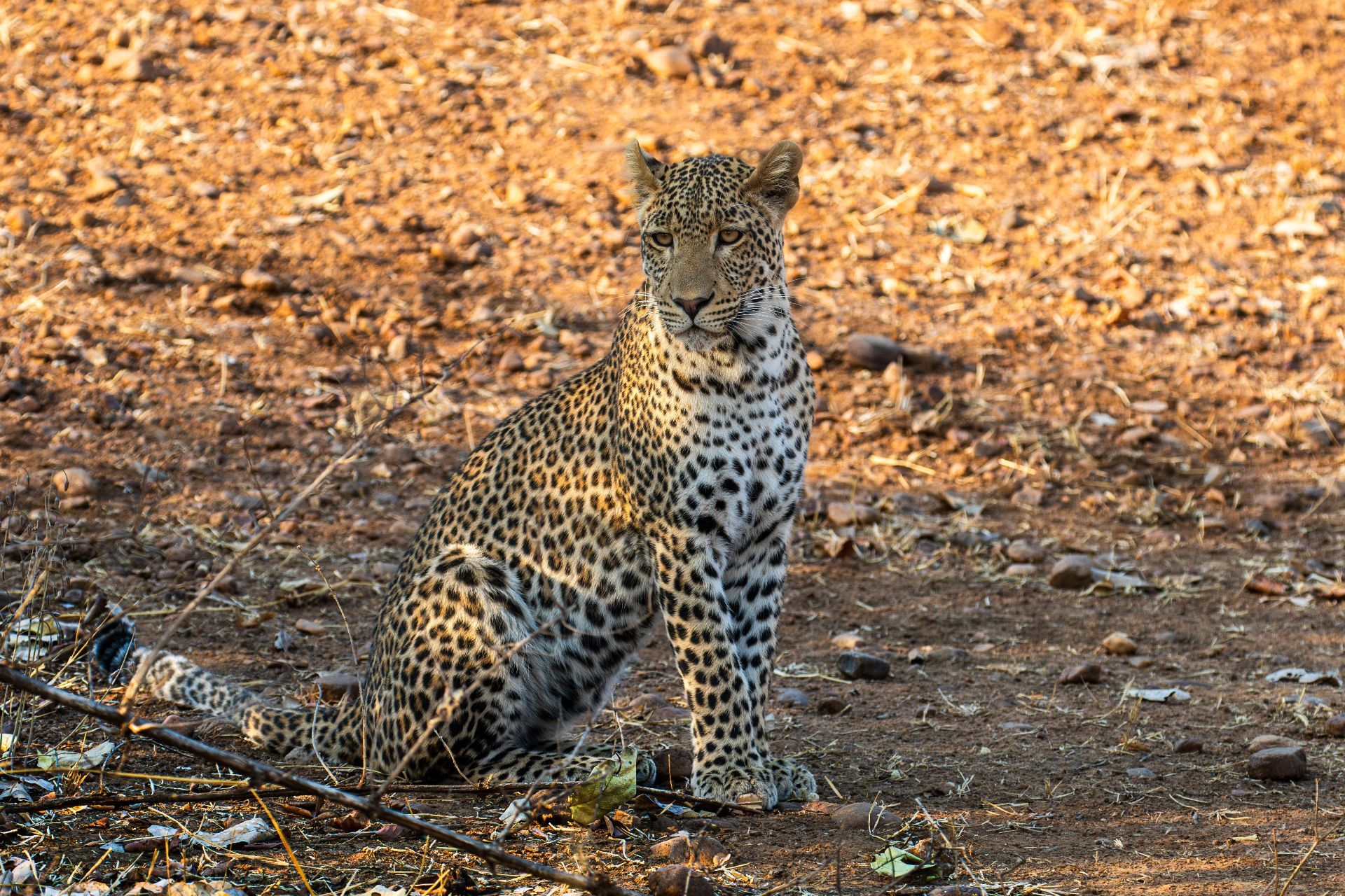 Less Chase, More Magic: How Zambia Stole a Safari Expert’s Heart