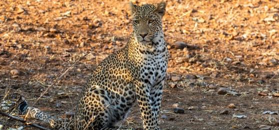 Less Chase, More Magic: How Zambia Stole a Safari Expert’s Heart