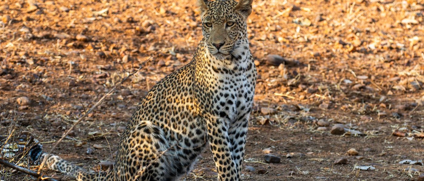 Less Chase, More Magic: How Zambia Stole a Safari Expert’s Heart