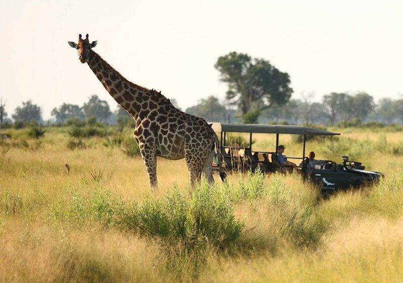 Girafa é vista em safári na região do Delta do Okavango