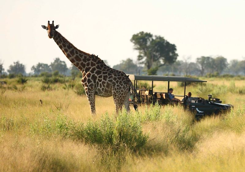 Girafa é vista em safári na região do Delta do Okavango