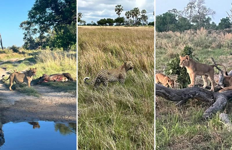 Leões e um leopardo avistados em um safári no Delta do Okavango, em Botsuana.