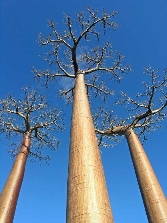 Majestic baobab trees are found all over Madagascar