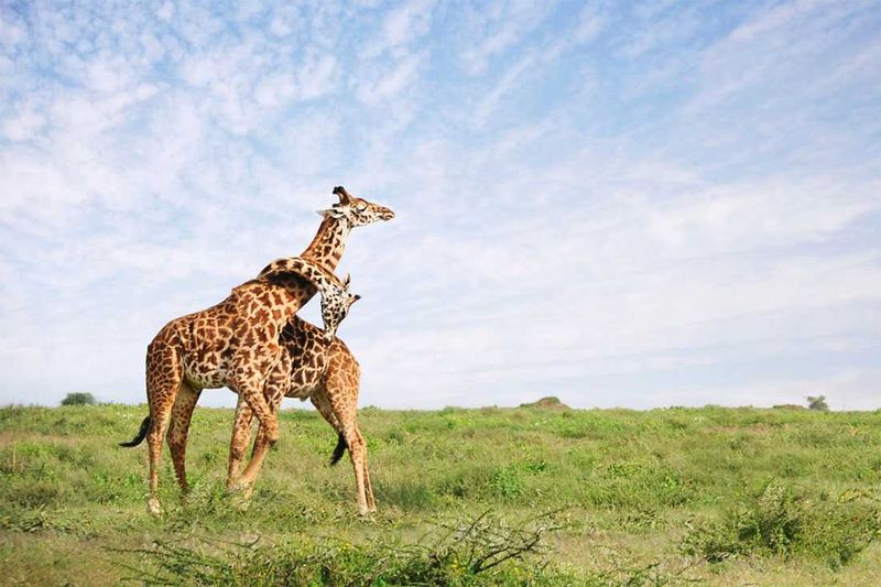 Photograph by David Lazar | Serengeti