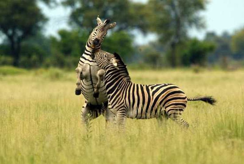 Two Zebra fighting in Botswana