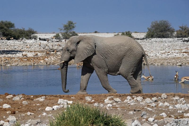 A elephant at a watering hole