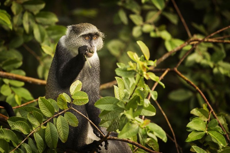 Macaco travesso se deliciando na floresta Jozani em Zanzibar