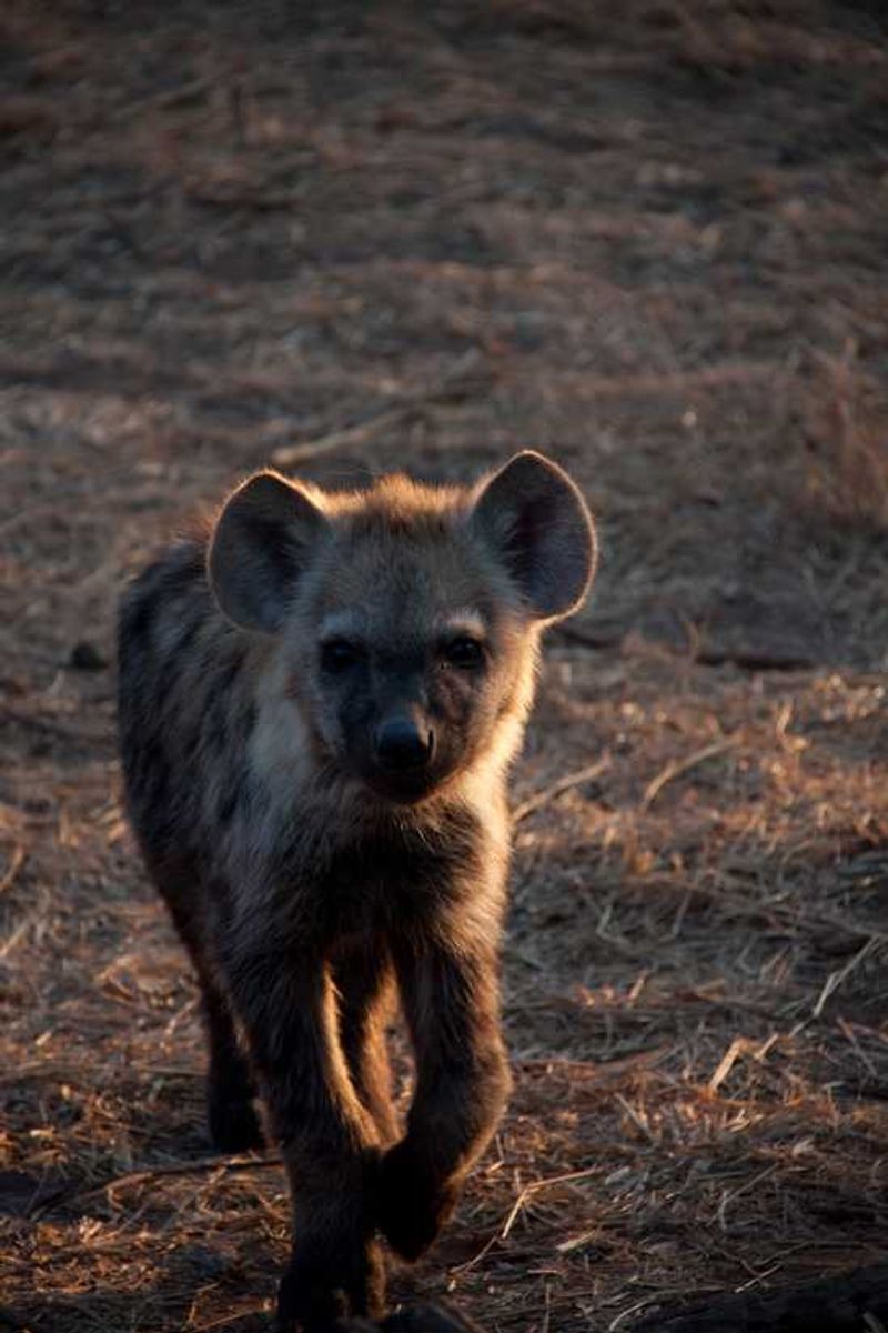 A wild dog pup in the wild