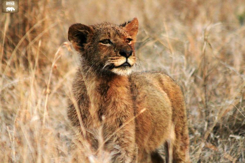 Lion Cub in SA