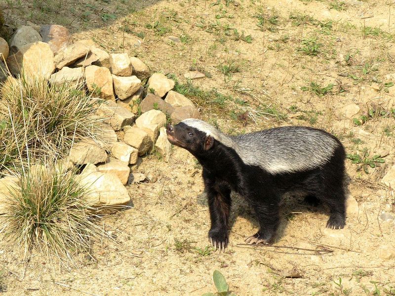 honey-badger-hissing