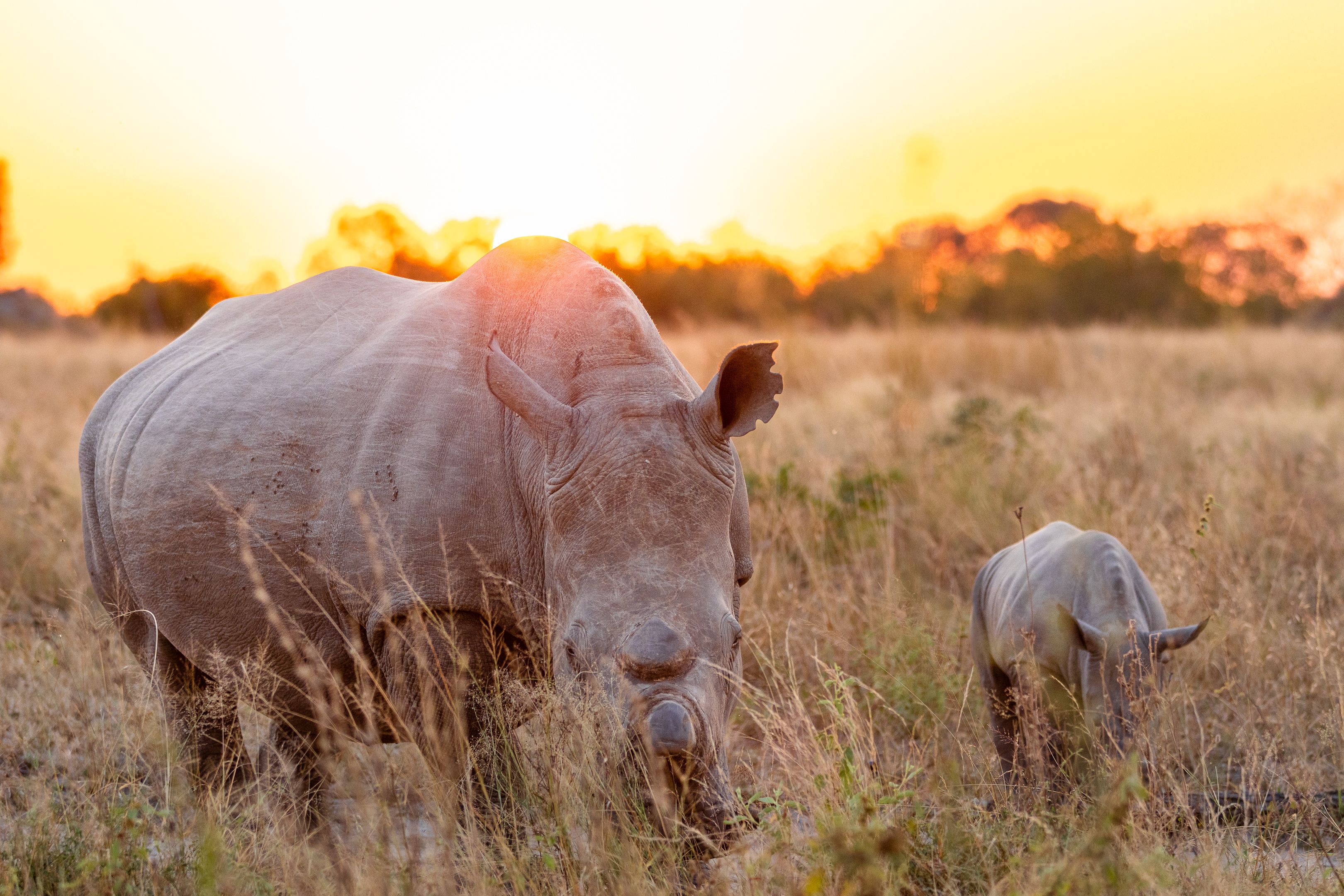 Rhino Renaissance: An Evolving Rhino Conservation Success Story
