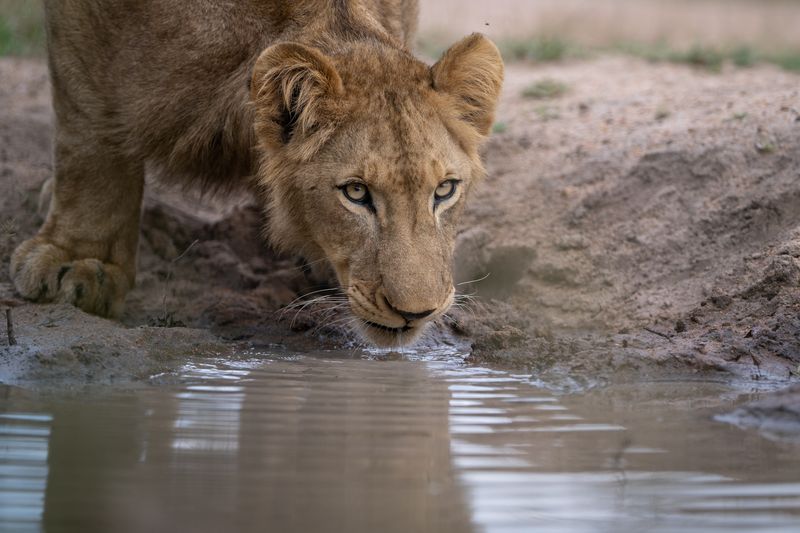 Lion drinking water in Sabi Sand