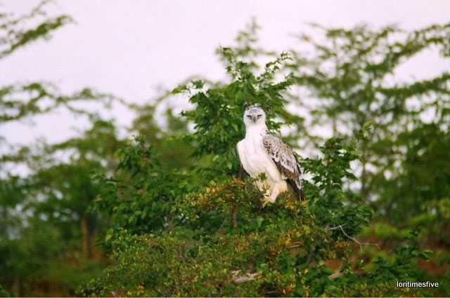 A hawk from the vantage point of the foliage |Lake Kariba