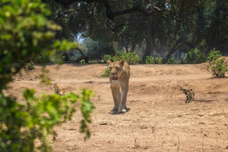 Lioness walking on a sandy road through the bush in Zambia