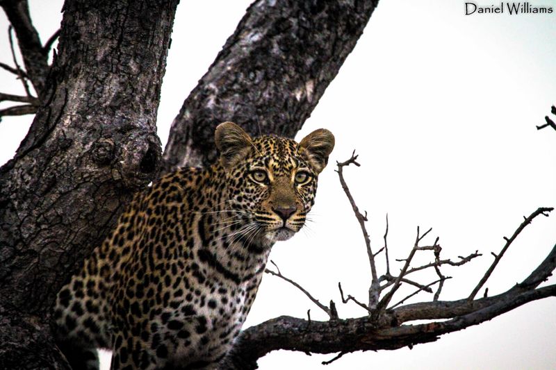 Leopard-in-a-tree