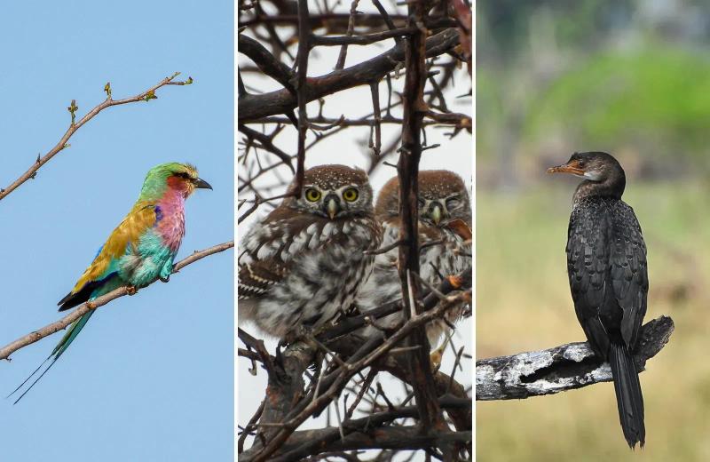 Collage featuring a lilac-breasted roller, pearl-spotted owlets and a reed cormorant in Botswana's Okavango Delta.