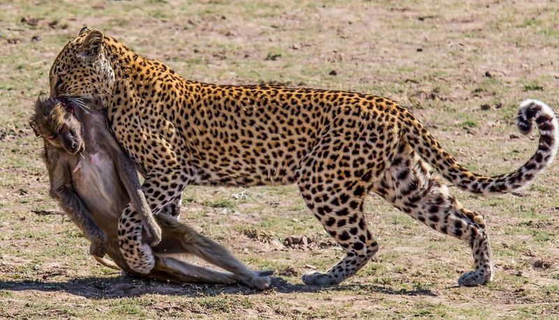 leopard kills baboon