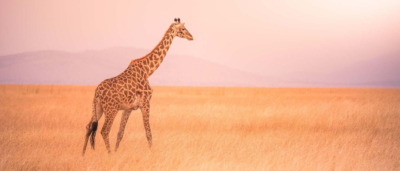 Qual é a melhor época para visitar o Serengeti?