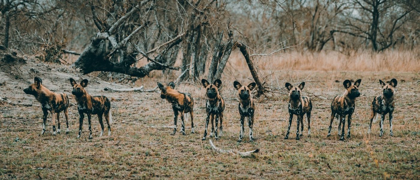 Best Places To See Endangered Animals In Africa