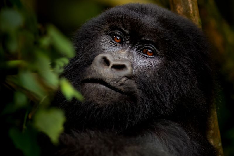 Gorille se relaxant dans la forêt du Rwanda, Crédit photo : Singita Kwitonda Lodge