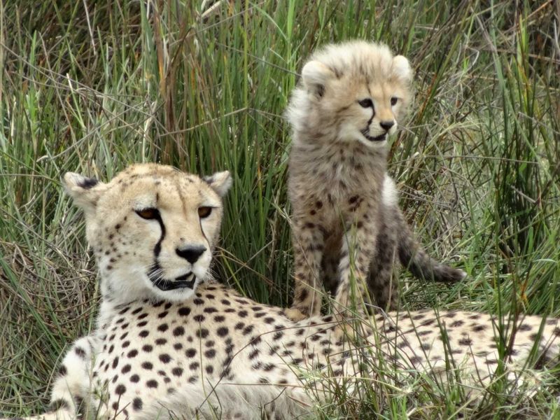 Cheetah with one of two very young cubs. - Serengeti
