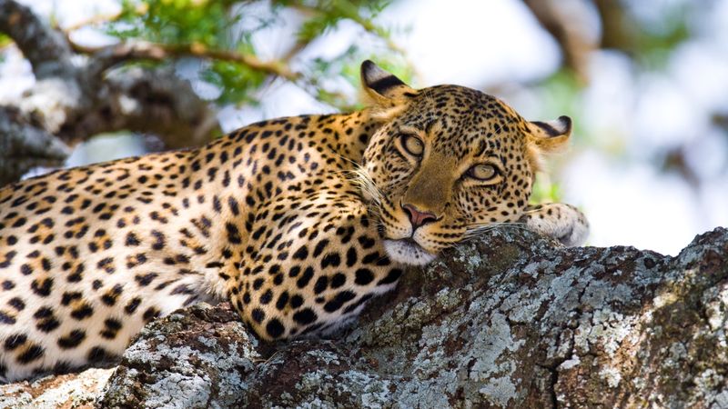 Leopard lazing in a tree