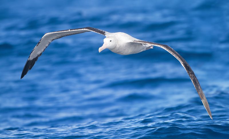 Birds with long wirgspans: the Wandering Albatross