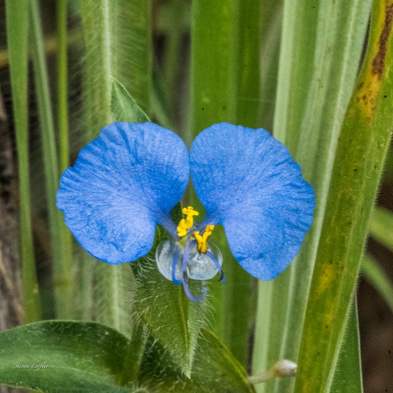 Blue Mouse Ears flower at Silvan Safari