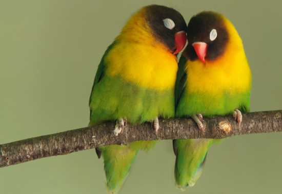 How To Say "I Love You" Throughout Africa