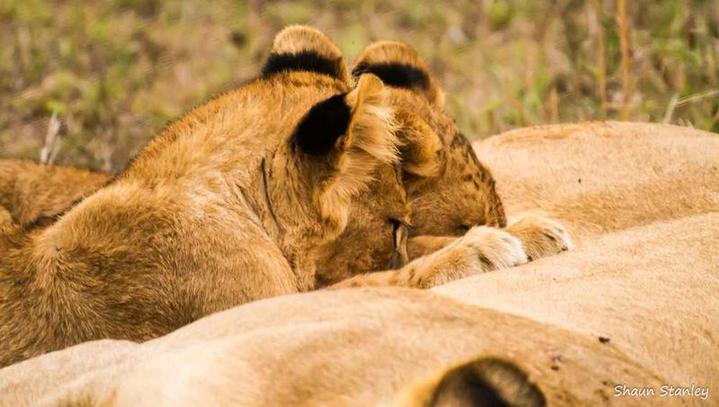Lion at Londolozi