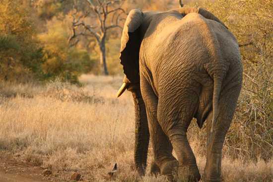 Samantha's Singita Safari: Part II