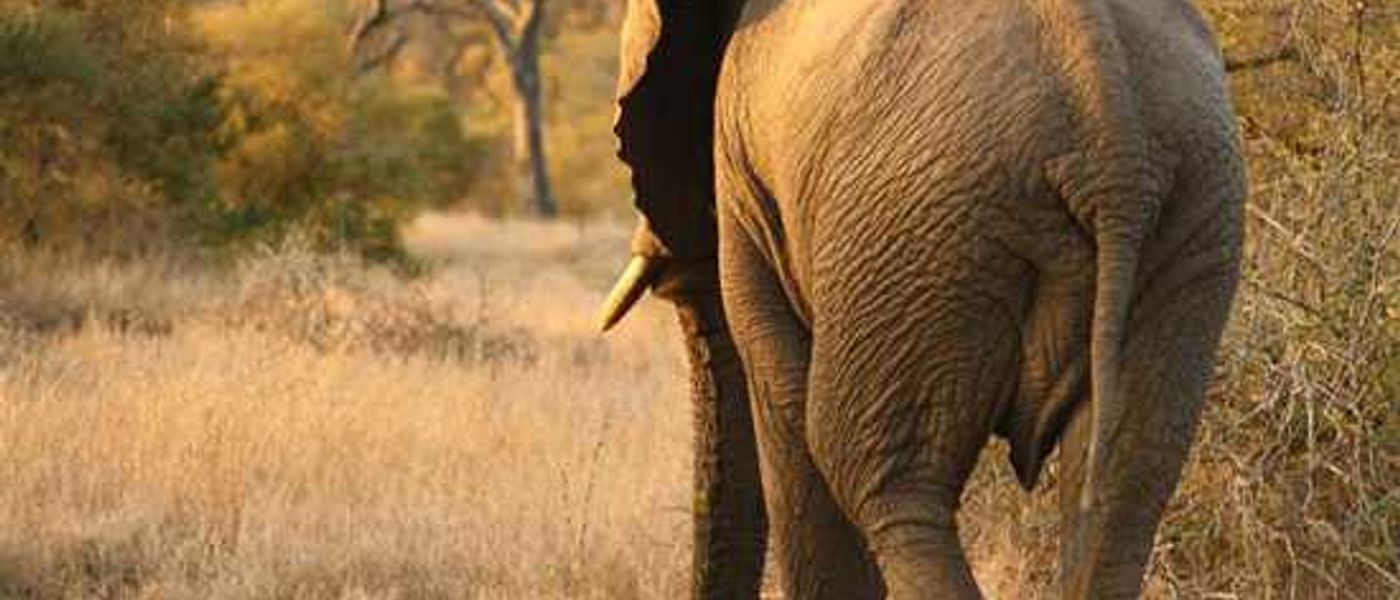 Samantha's Singita Safari: Part II