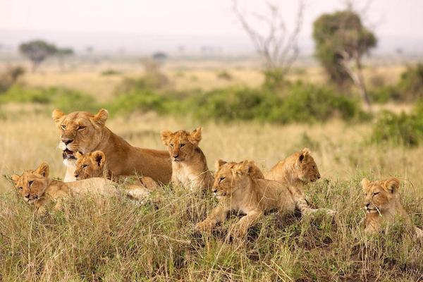 Viajando para a África do Sul durante Covid-19 – tudo o que você precisa saber África do Sul