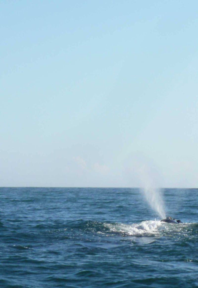 Whale watching in Hermanus