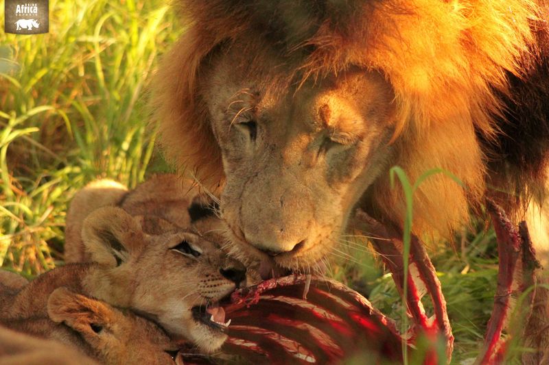 Lions feeding in SA