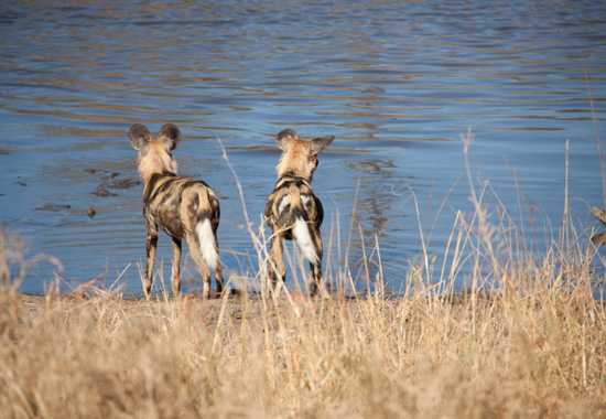 Saving Africa's Wild Dog - Wildlife ACT Fund & Woolworths